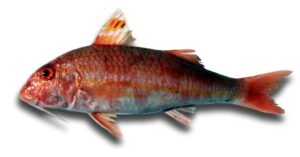 Salmonete